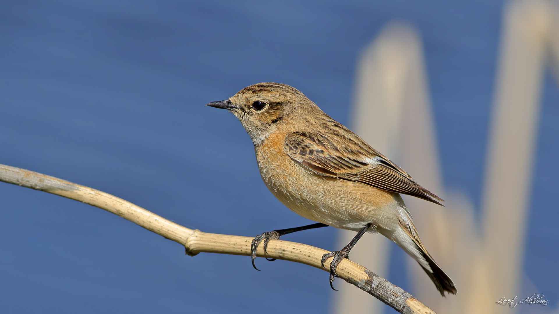 Siberian Stonechat